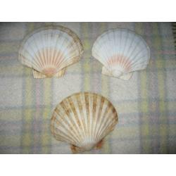 coquillages 6 suks