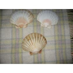 coquillages 6 suks