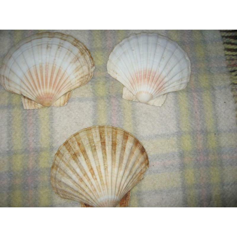 coquillages 6 suks
