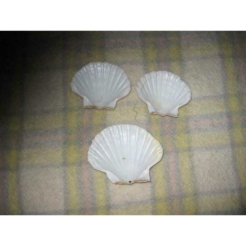 coquillages 6 suks