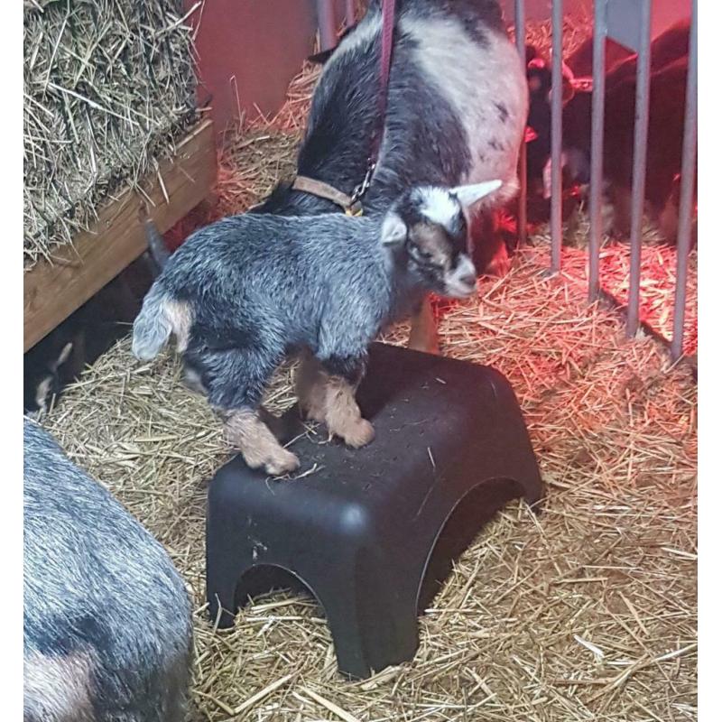 Tam blauwschimmel tan dwerggeit lammetje(M)