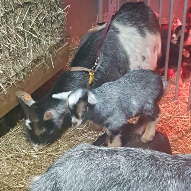 Tam blauwschimmel tan dwerggeit lammetje(M)