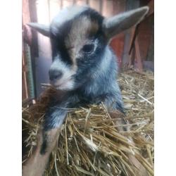 Tam blauwschimmel tan dwerggeit lammetje(M)