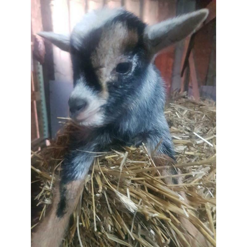 Tam blauwschimmel tan dwerggeit lammetje(M)