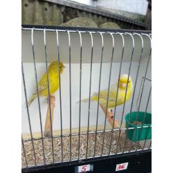 Kanaries ( Gereserveerd voor Robby )