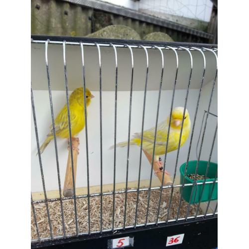 Kanaries ( Gereserveerd voor Robby )