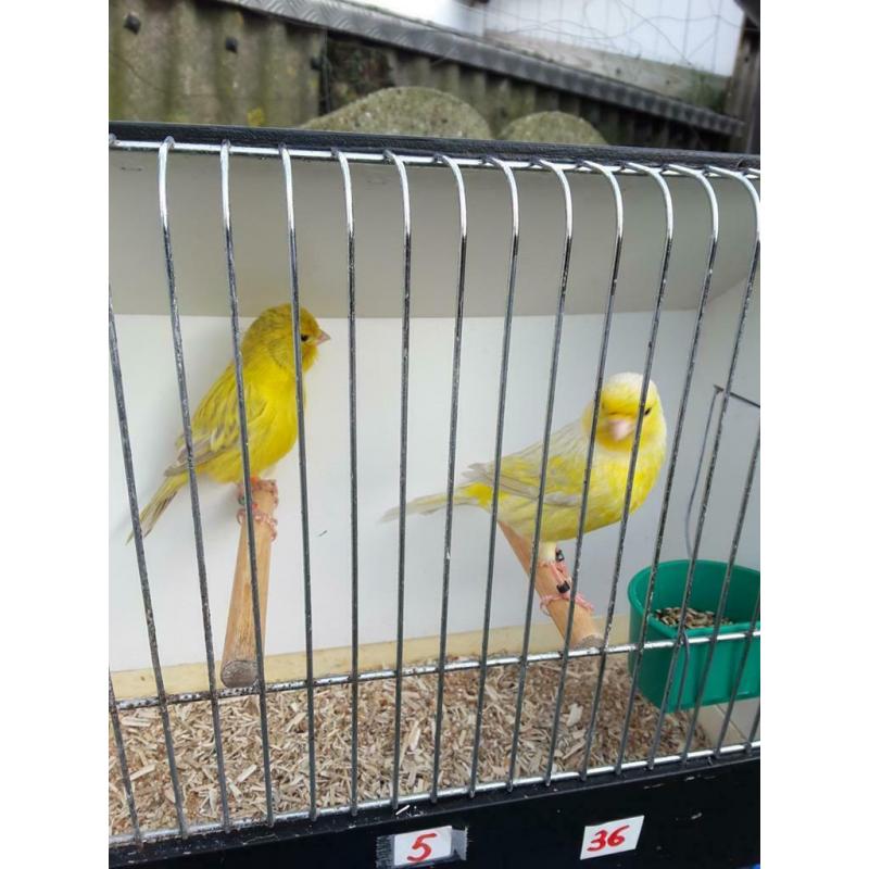 Kanaries ( Gereserveerd voor Robby )