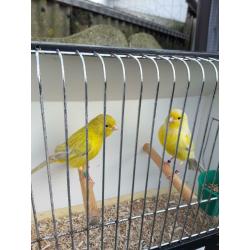 Kanaries ( Gereserveerd voor Robby )