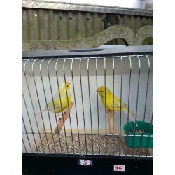 Kanaries ( Gereserveerd voor Robby )