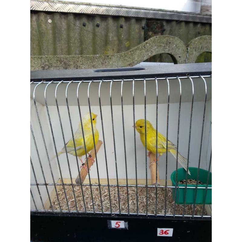 Kanaries ( Gereserveerd voor Robby )