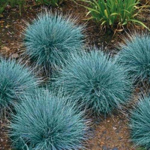 Festuca glauca