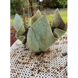 Cherche ces jardinières en Eternit