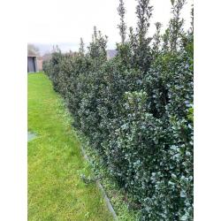 Haag Ilex Meservae Heckenstar