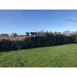 Haag Ilex Meservae Heckenstar