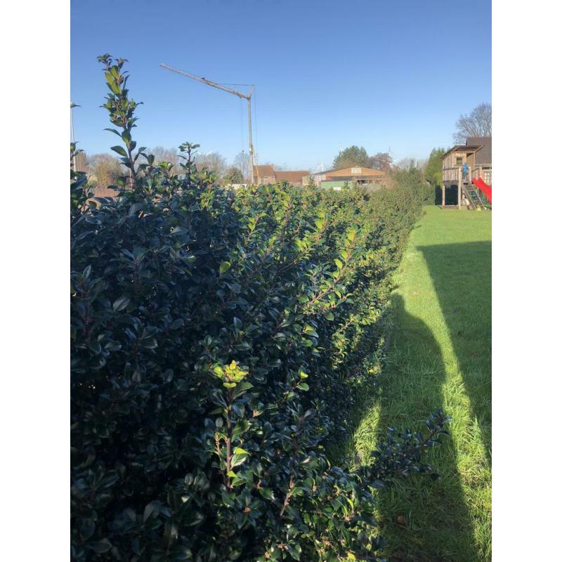 Haag Ilex Meservae Heckenstar