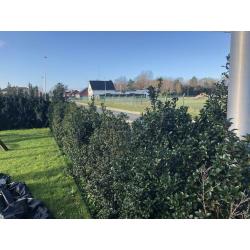 Haag Ilex Meservae Heckenstar