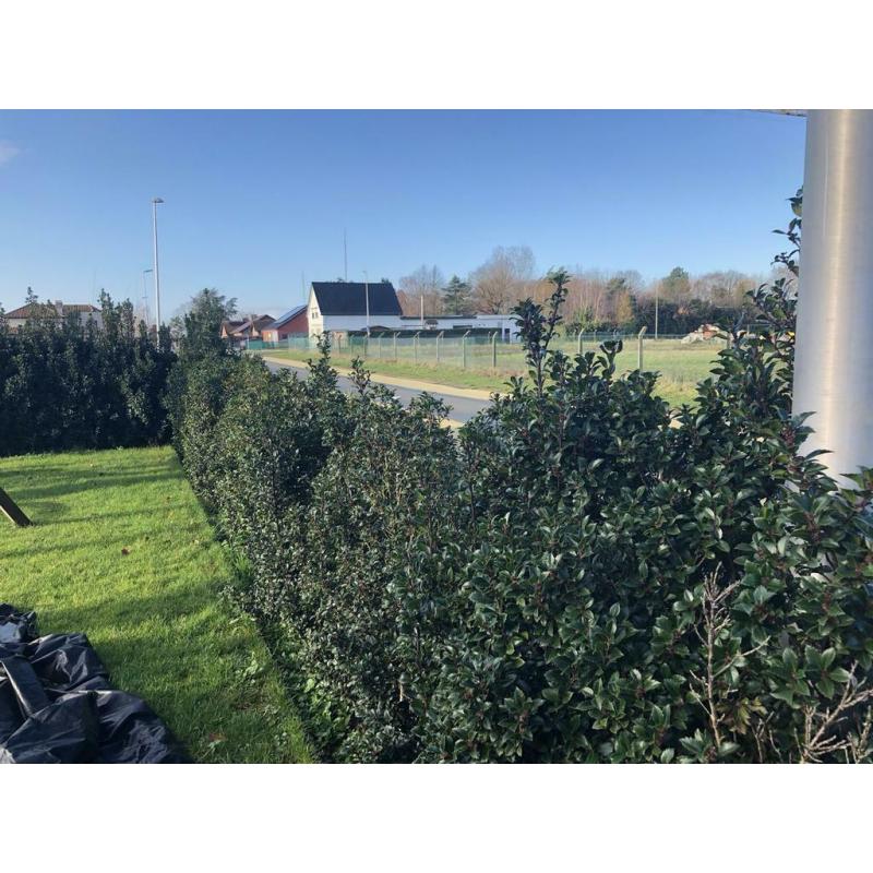 Haag Ilex Meservae Heckenstar